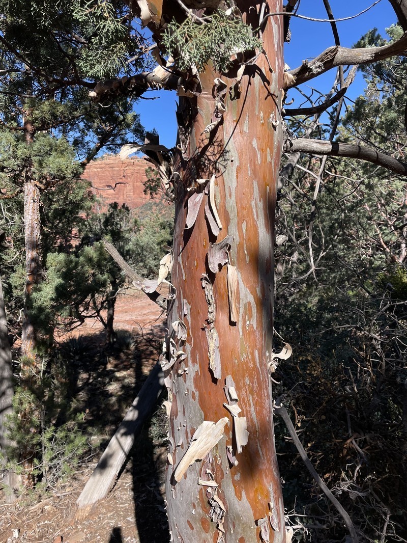 Smooth Arizona Cypress photo 2