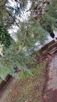 Smooth Arizona Cypress
