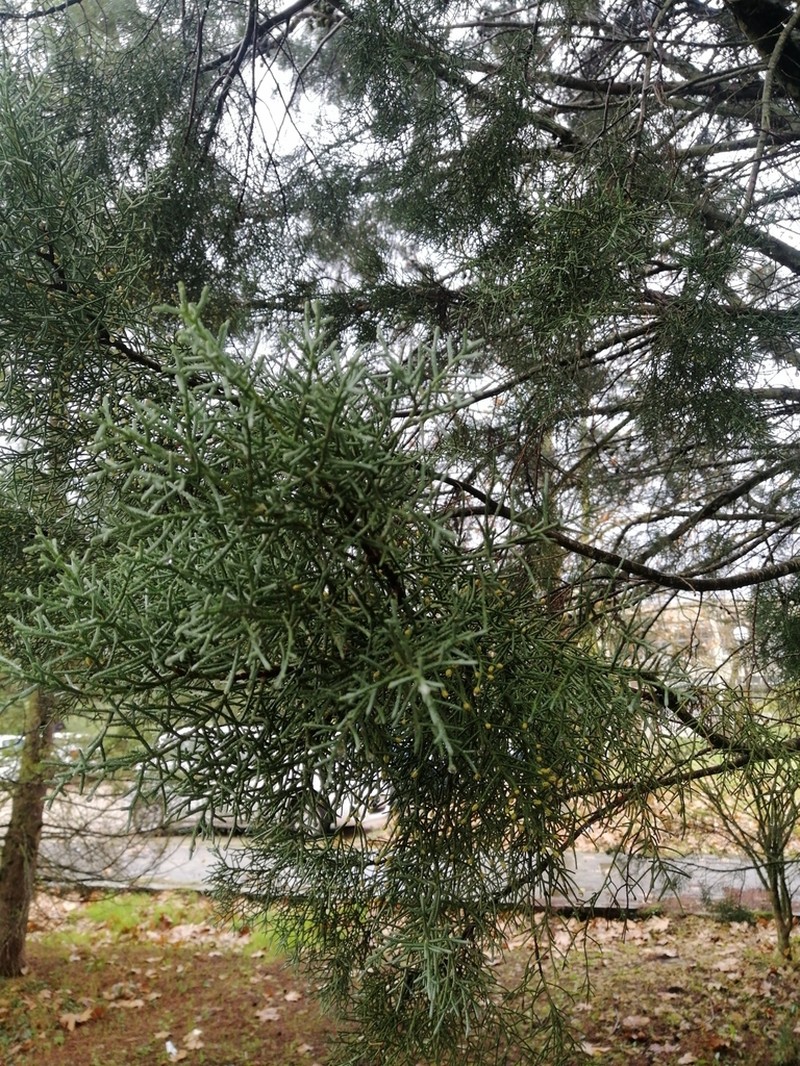 Smooth Arizona Cypress photo 2