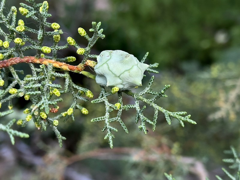 Smooth Arizona Cypress photo 3