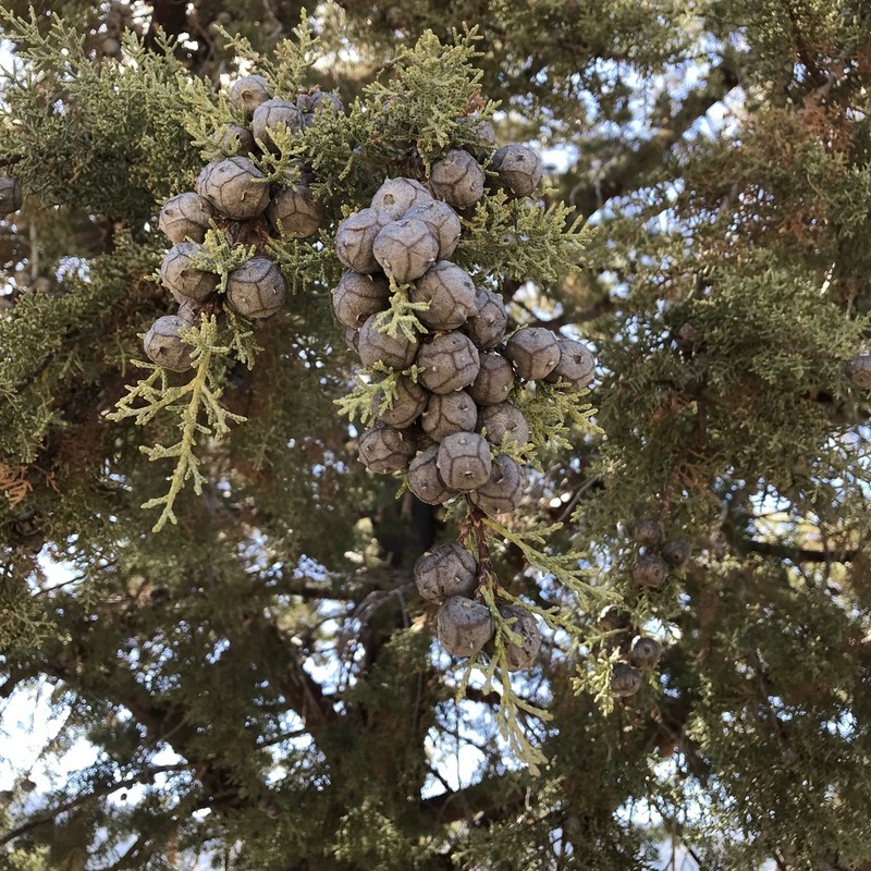 Smooth Arizona Cypress photo 4