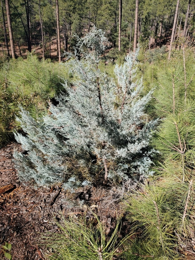 Smooth Arizona Cypress photo 5