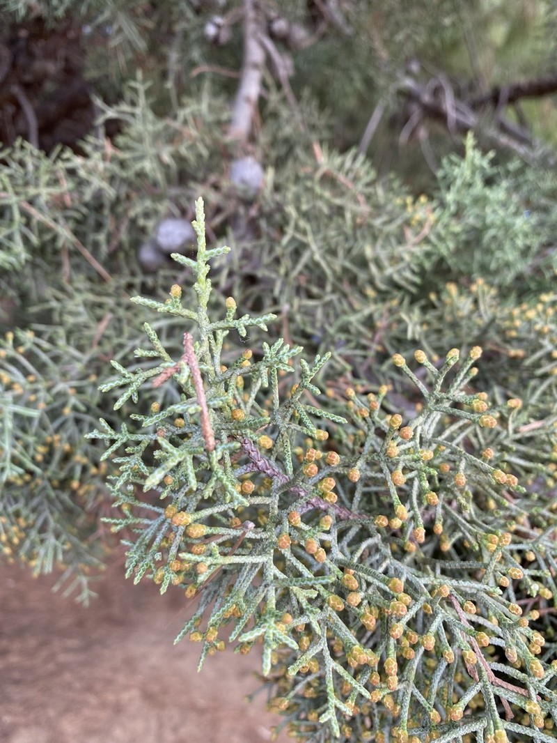 Smooth Arizona Cypress photo 6