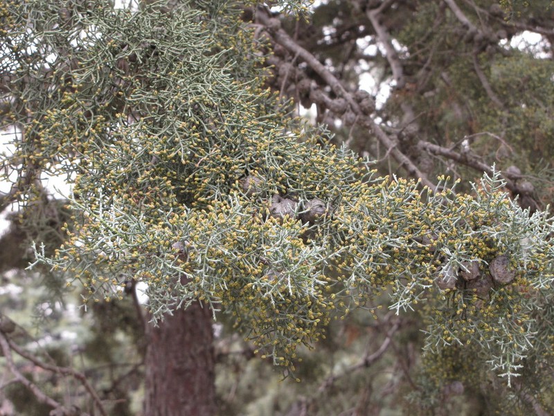 Smooth Arizona Cypress photo 7