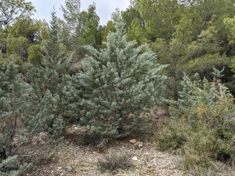 Smooth Arizona Cypress photo 8