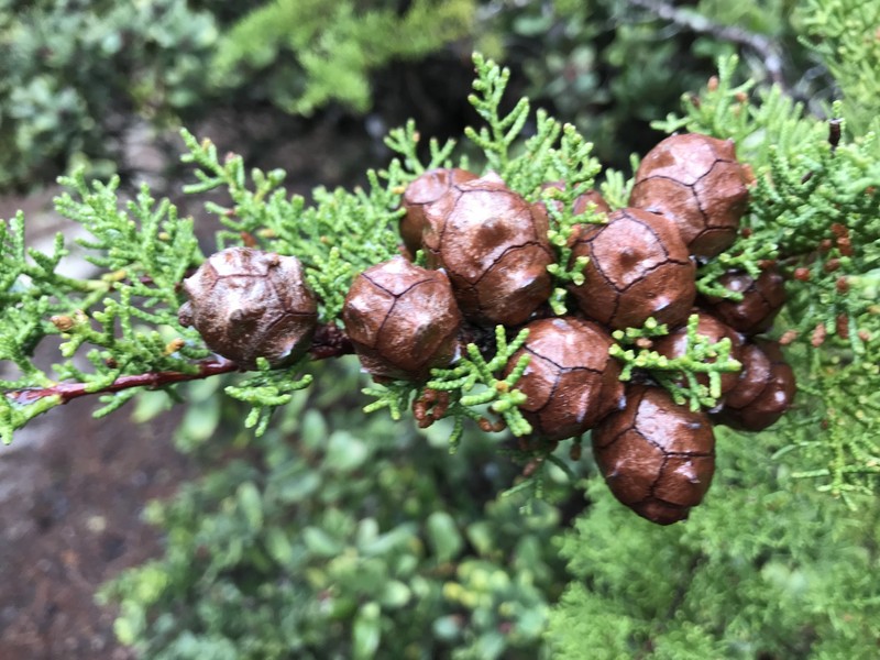 Gowen Cypress photo 4