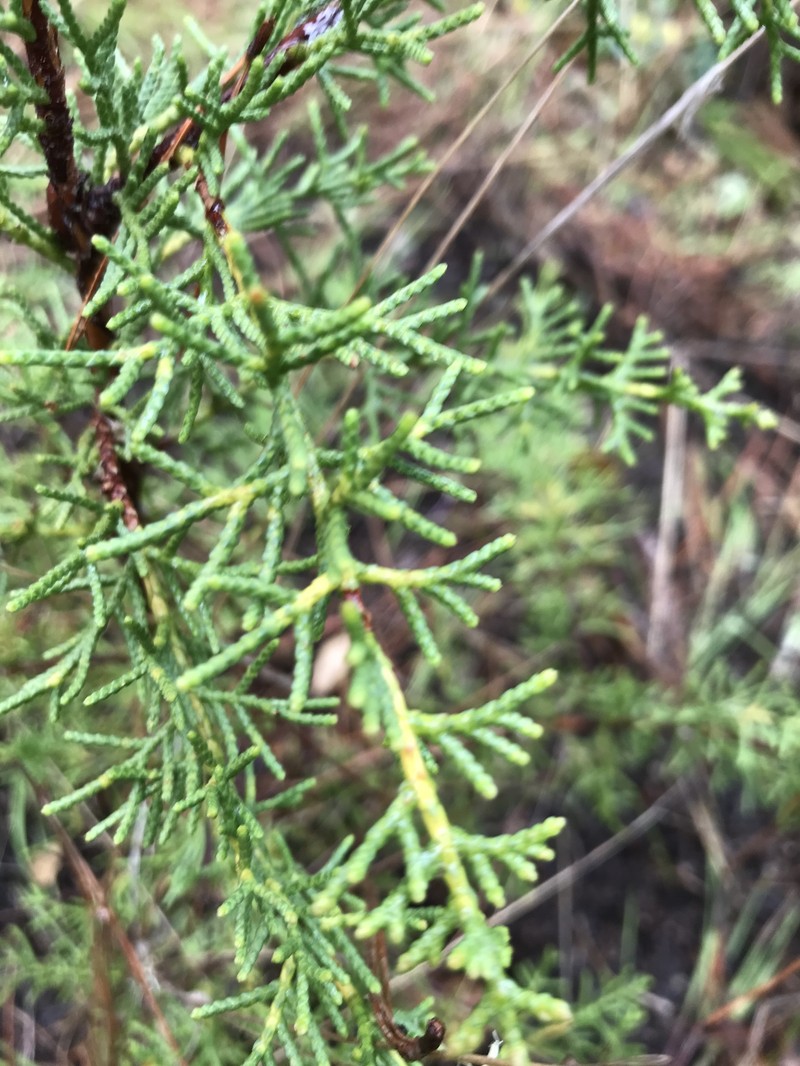 Gowen Cypress photo 5