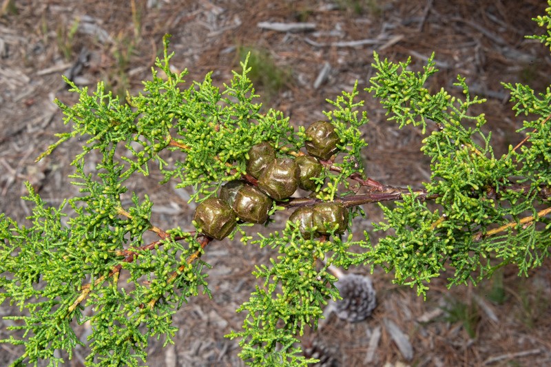 Gowen Cypress photo 6