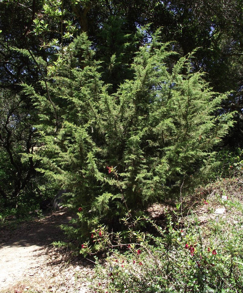 Gowen Cypress