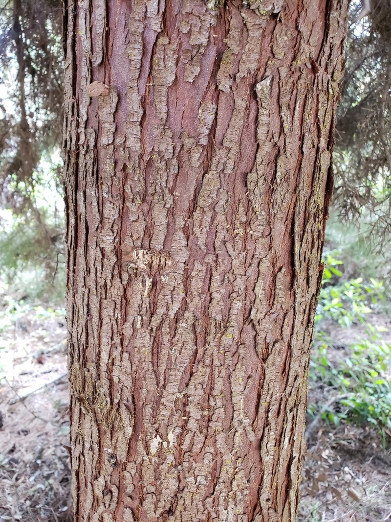 Gowen Cypress photo 2