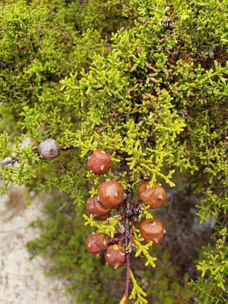 Gowen Cypress photo 5