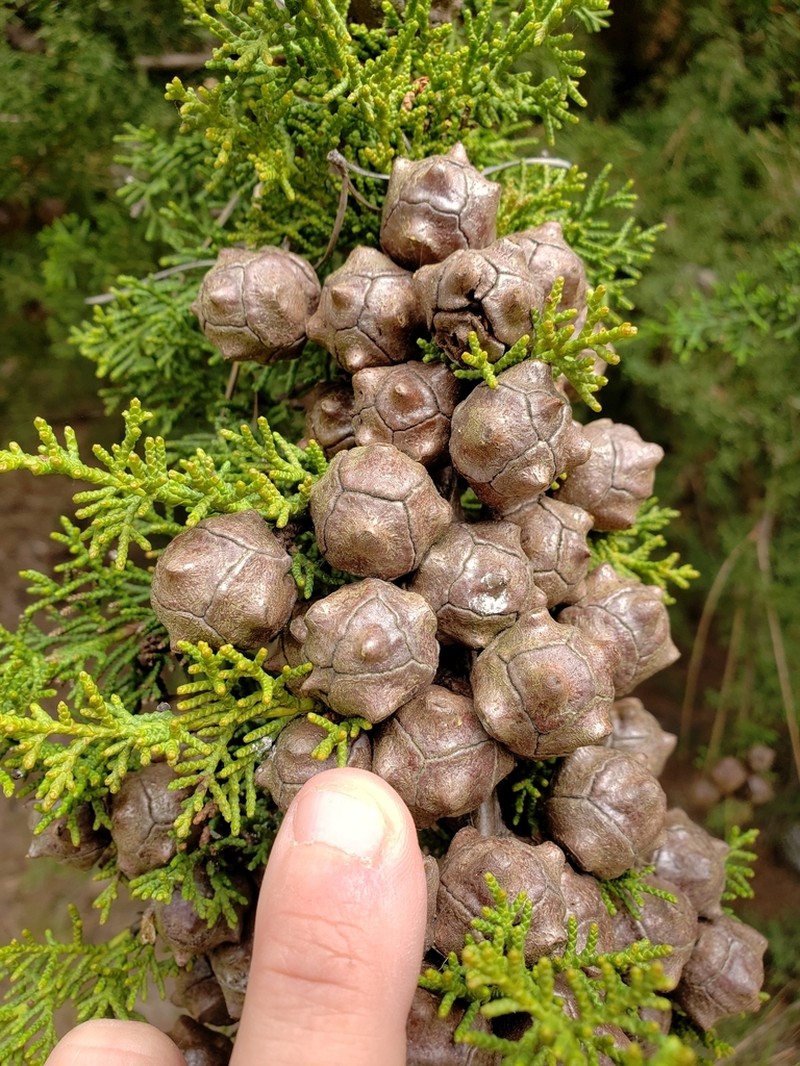 Gowen Cypress photo 6