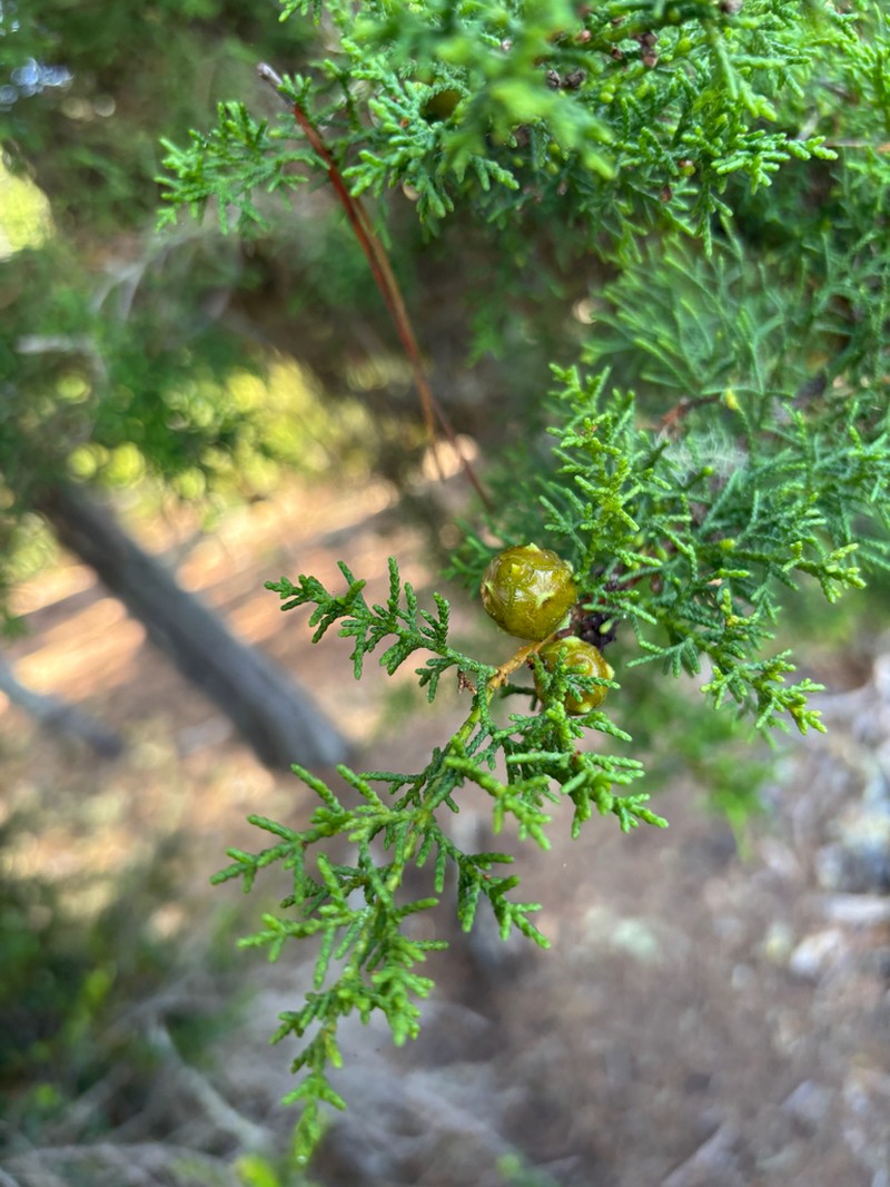 Gowen Cypress photo 7