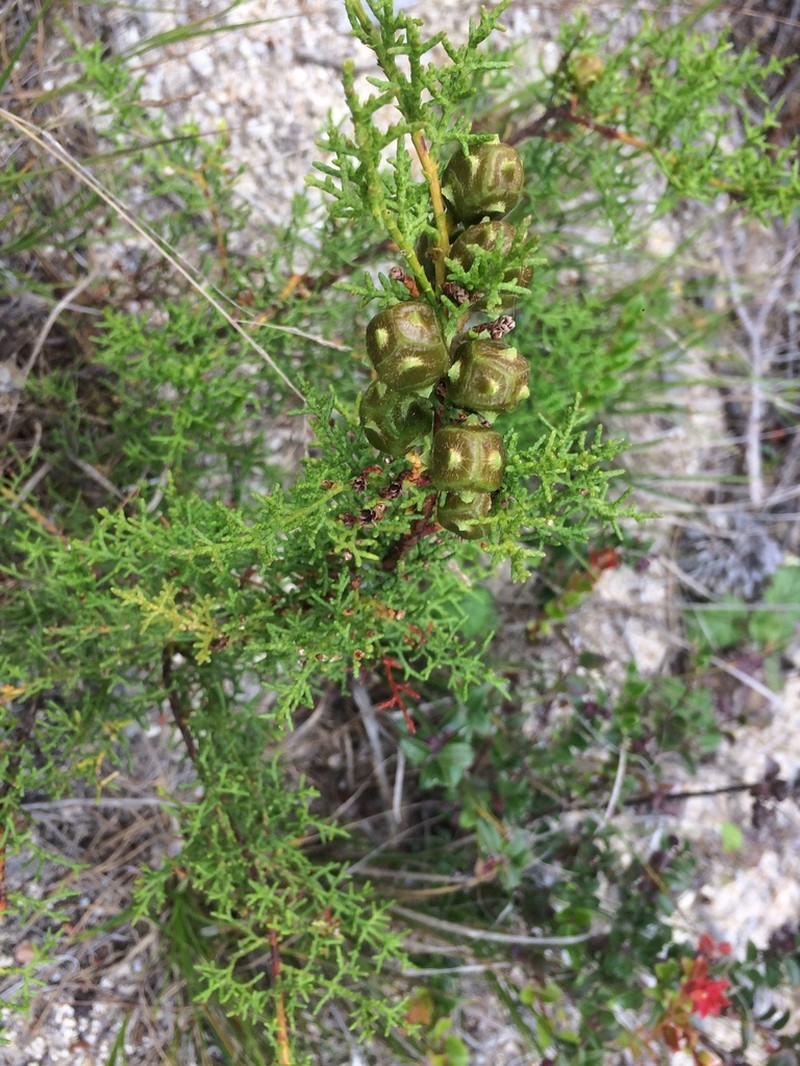 Gowen Cypress photo 8
