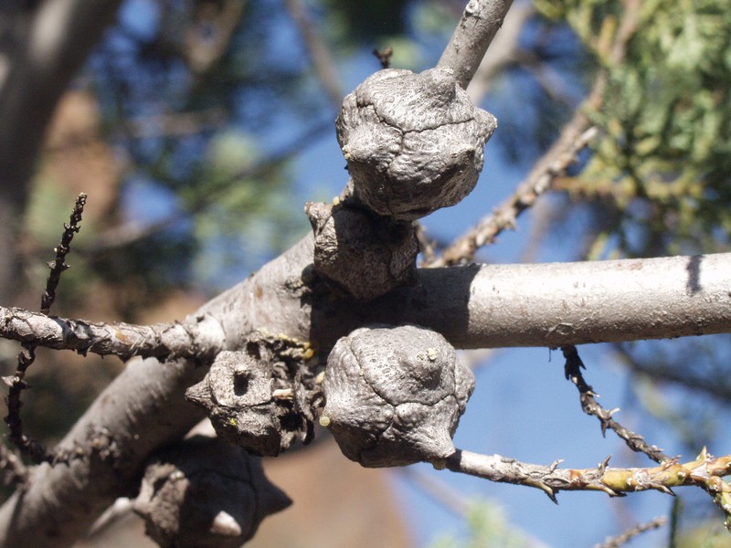 Mcnab's Cypress photo 2