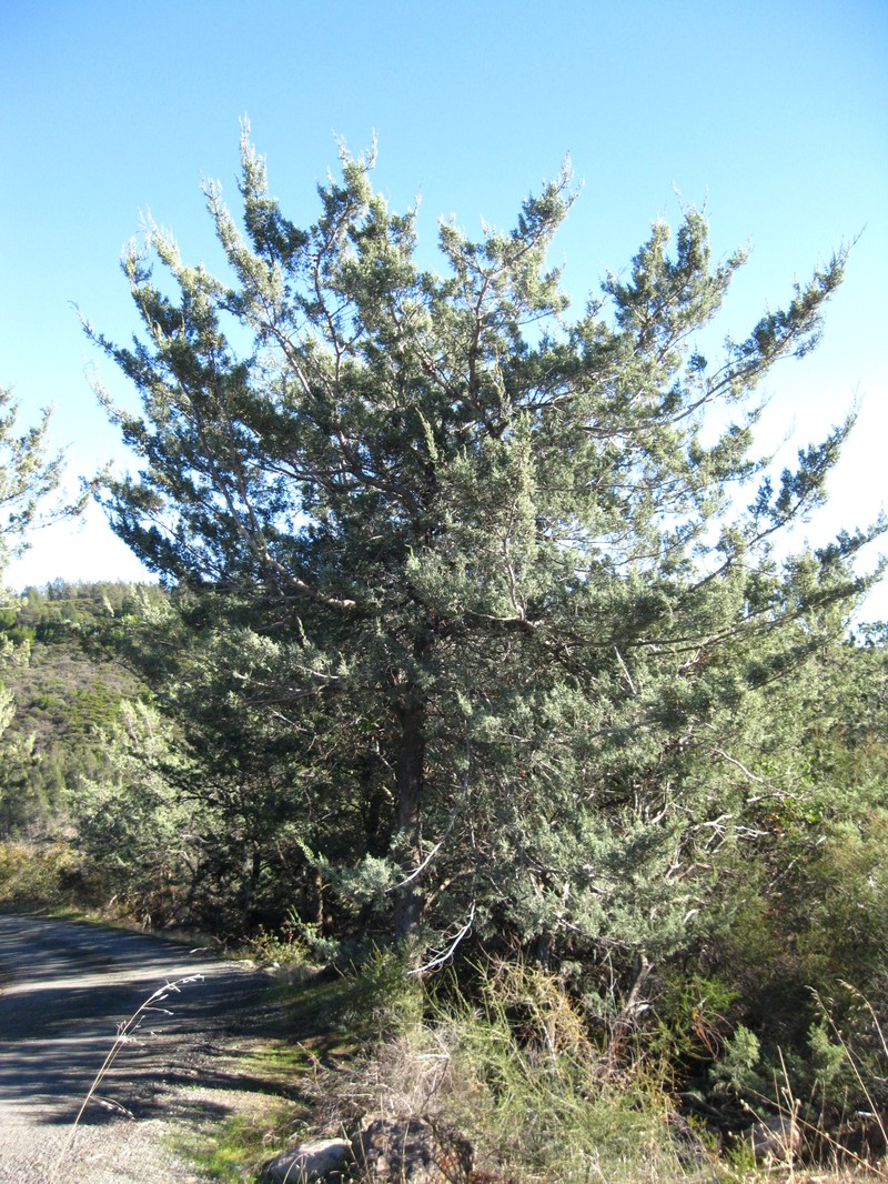Mcnab's Cypress photo 3