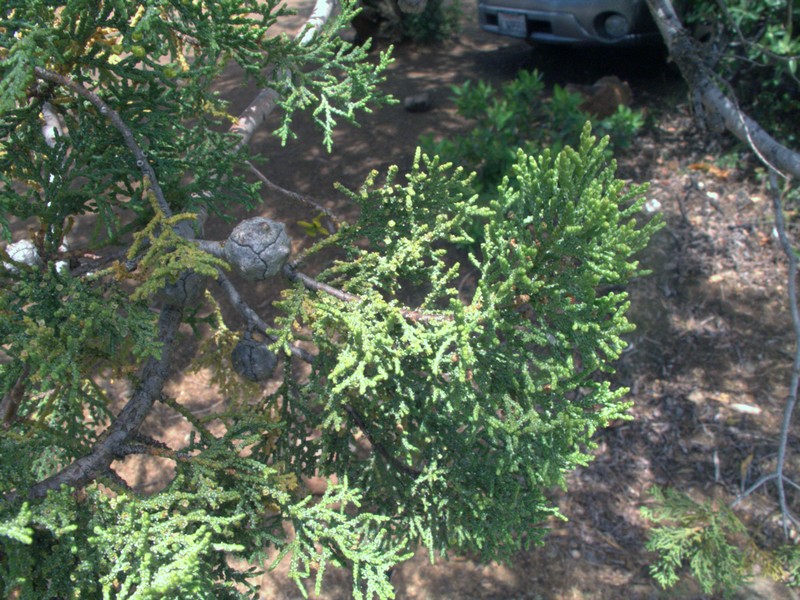 Mcnab's Cypress photo 4