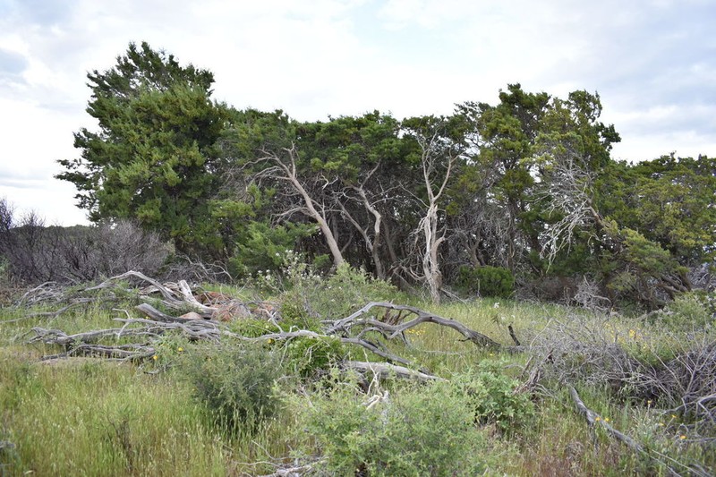 Mcnab's Cypress
