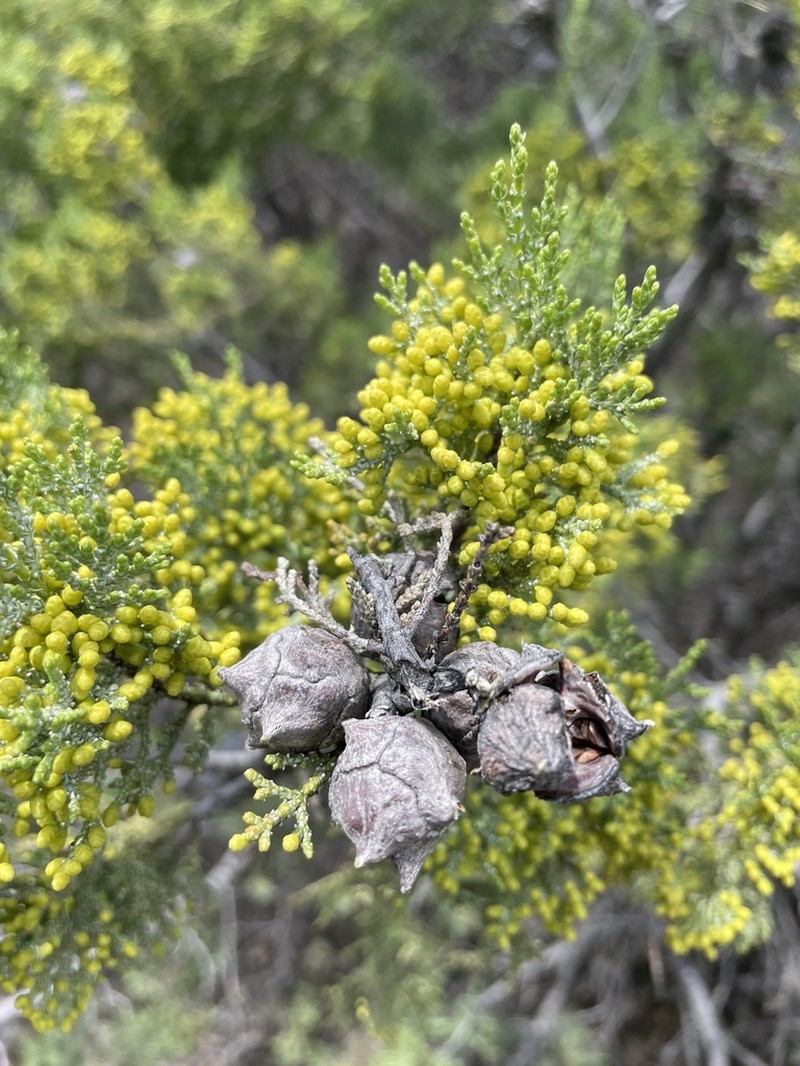 Mcnab's Cypress photo 2