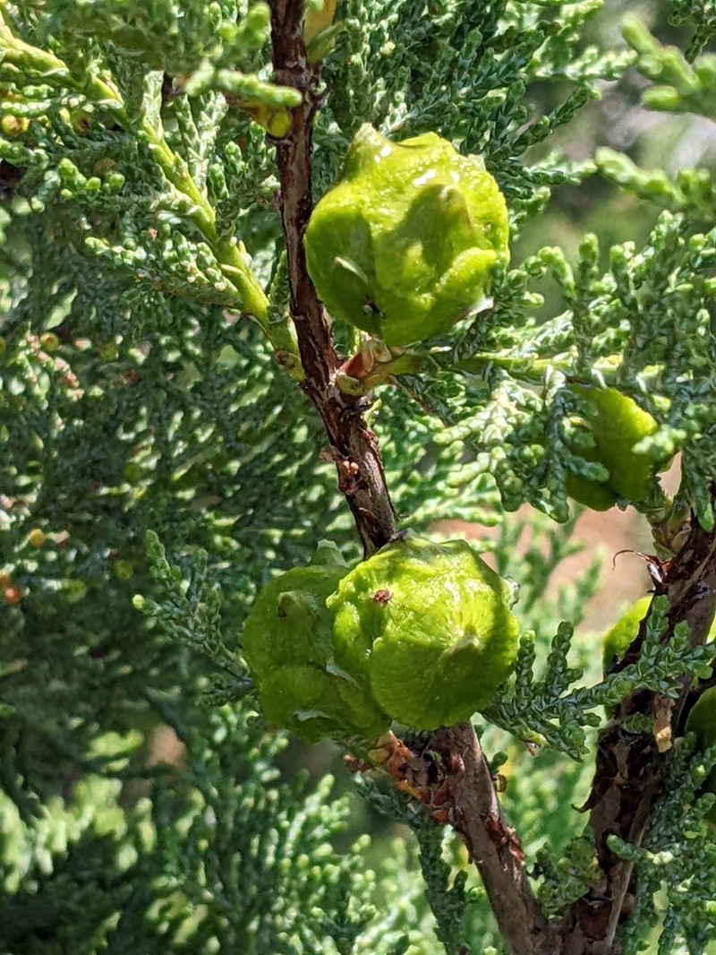 Mcnab's Cypress photo 3