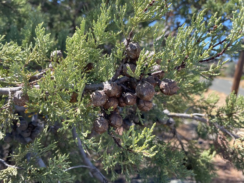 Mcnab's Cypress photo 4