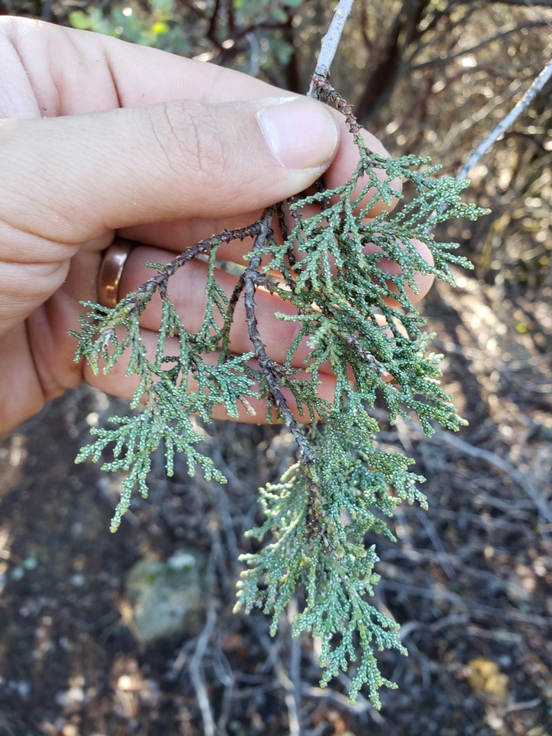 Mcnab's Cypress photo 5