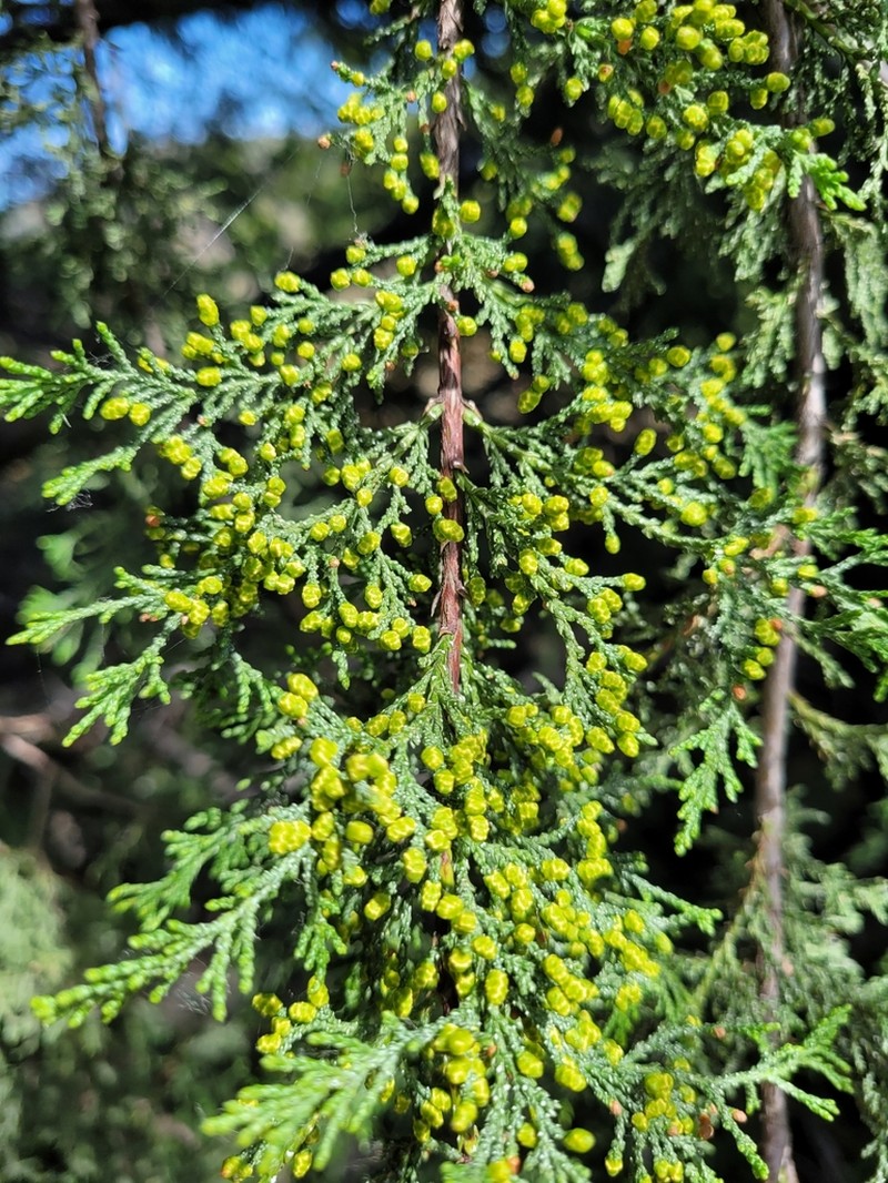 Mcnab's Cypress photo 6