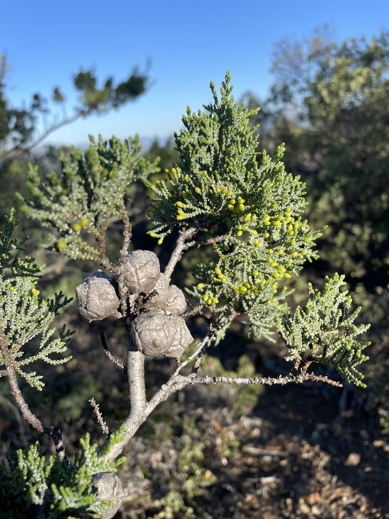 Mcnab's Cypress photo 7