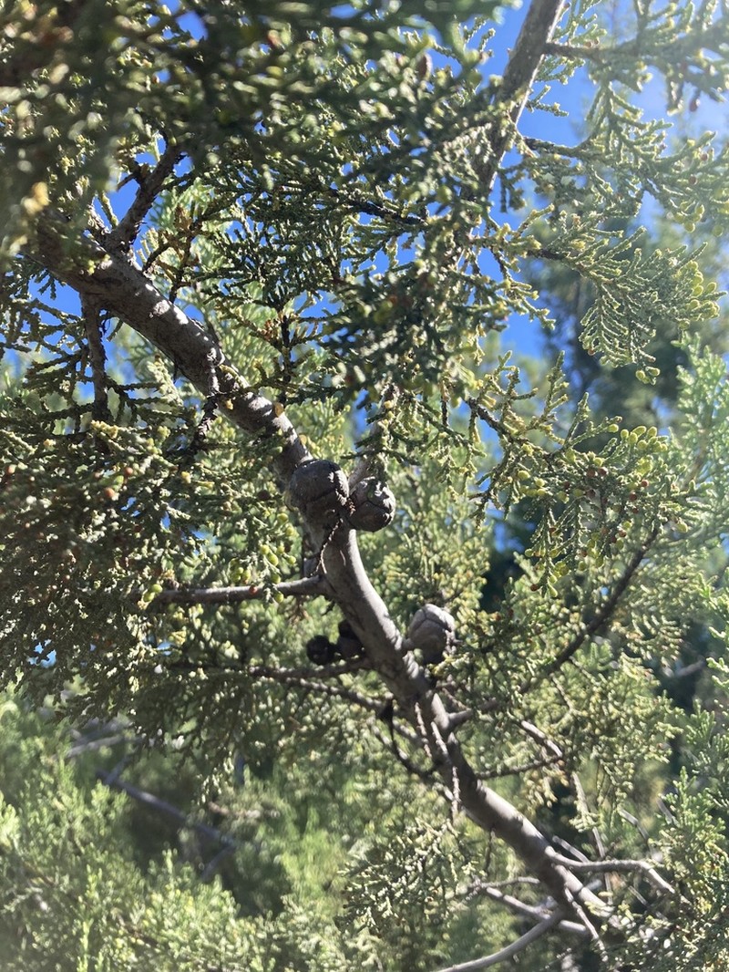 Mcnab's Cypress photo 8