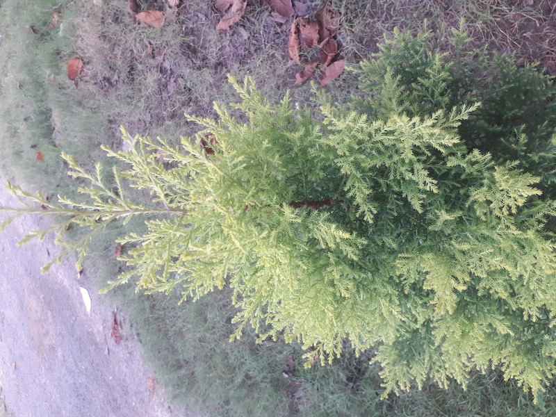 Monterey Cypress photo 2