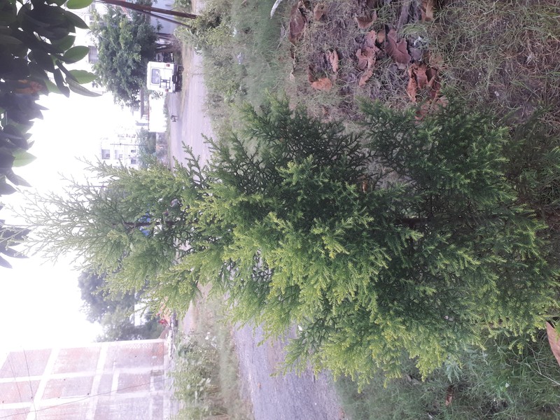 Monterey Cypress photo 3