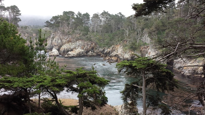 Monterey Cypress
