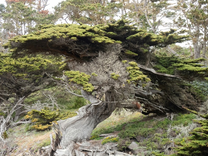 Monterey Cypress photo 2