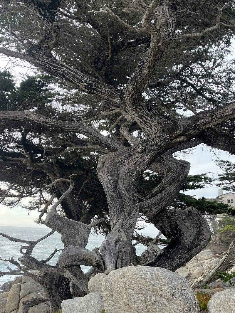 Monterey Cypress photo 3