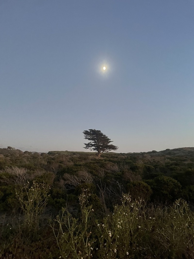 Monterey Cypress photo 5