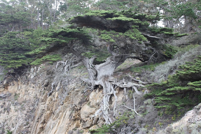 Monterey Cypress photo 6