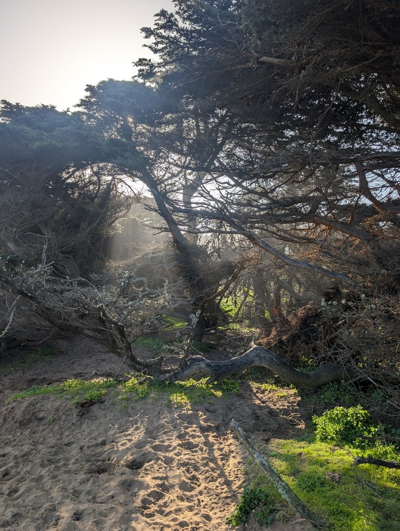 Monterey Cypress photo 7