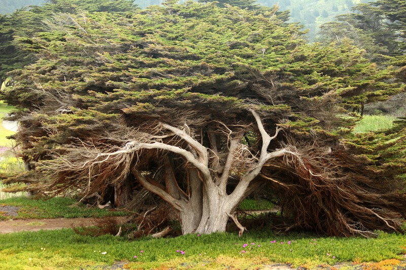 Monterey Cypress photo 8