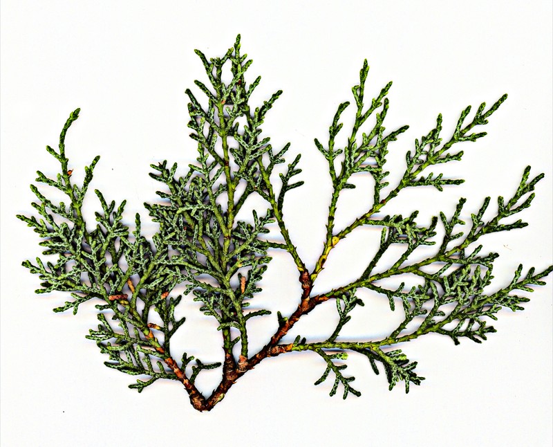 Paiute Cypress photo 2