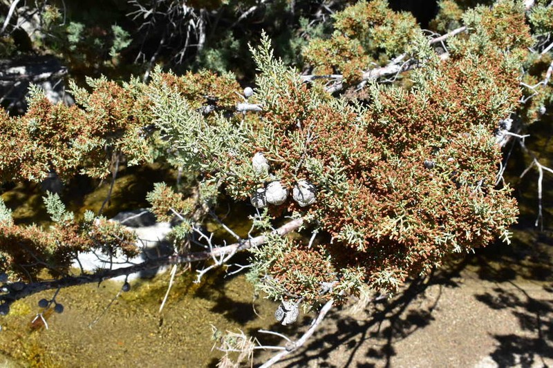 Paiute Cypress