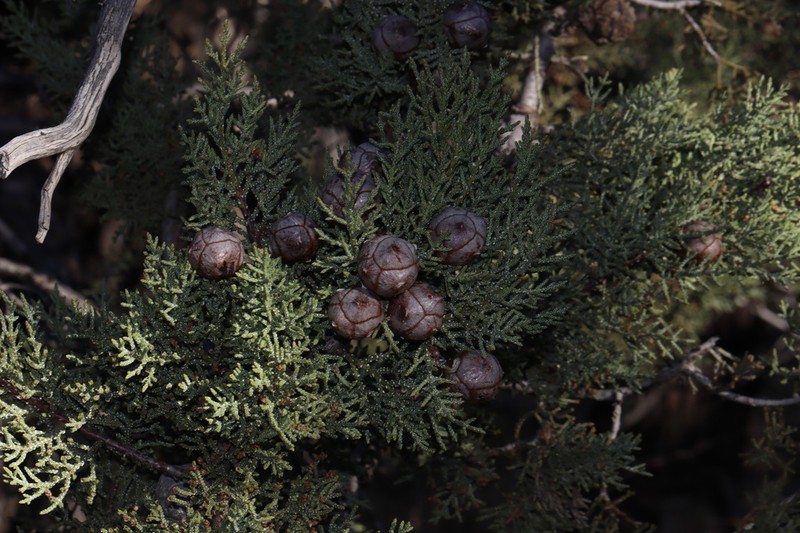 Paiute Cypress photo 2