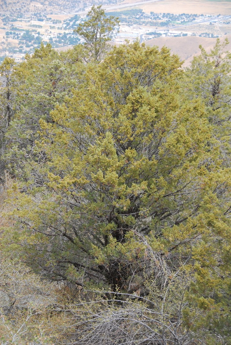 Paiute Cypress photo 3