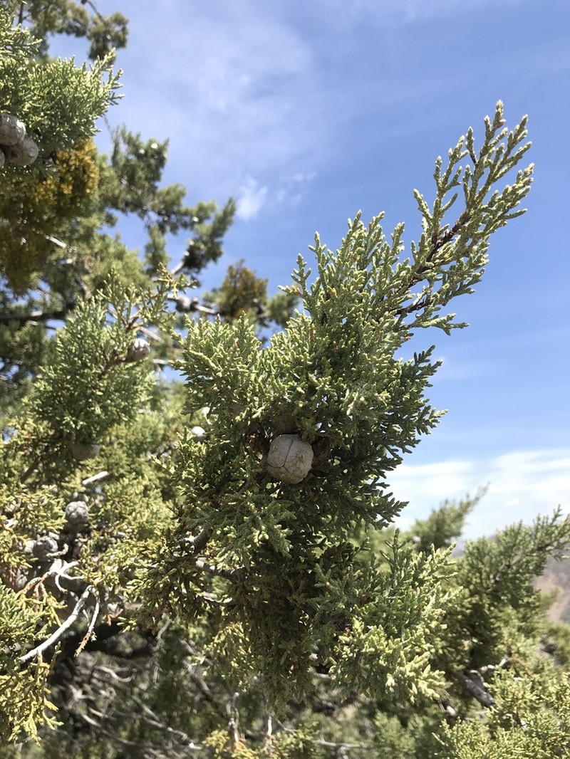 Paiute Cypress photo 5