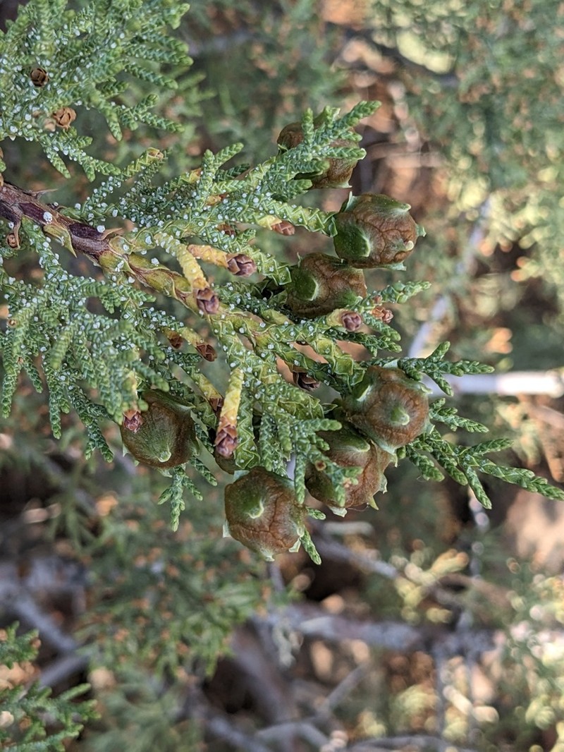 Paiute Cypress photo 7