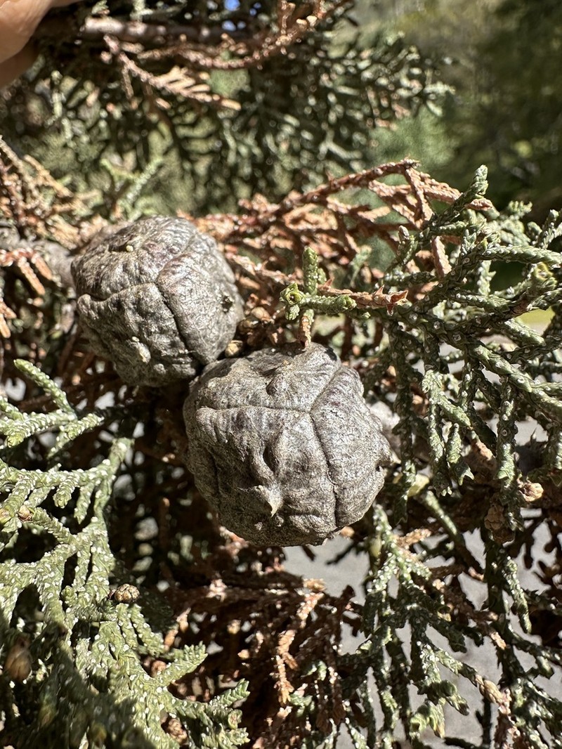 Paiute Cypress photo 8