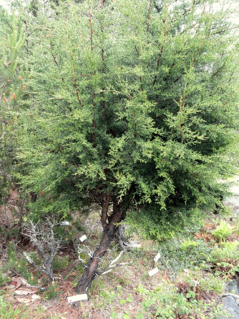 Pygmy Cypress photo 2