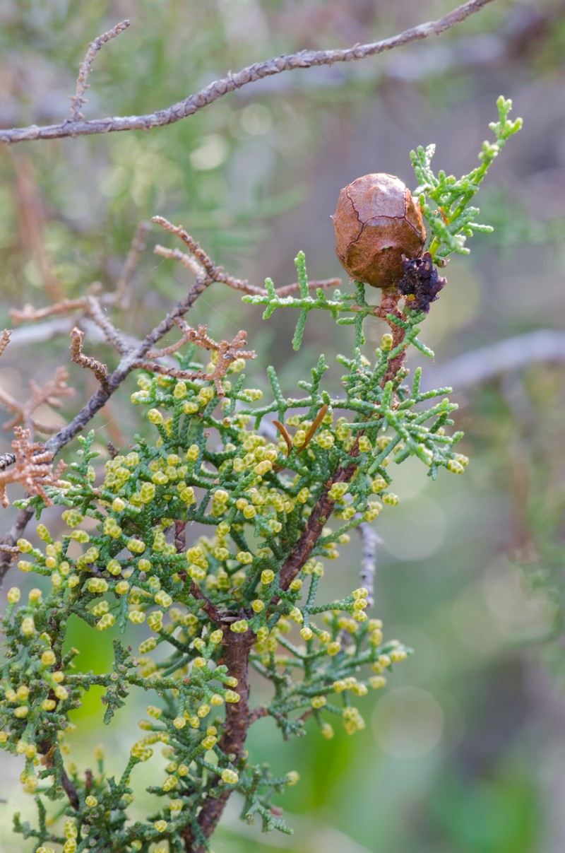 Pygmy Cypress photo 3