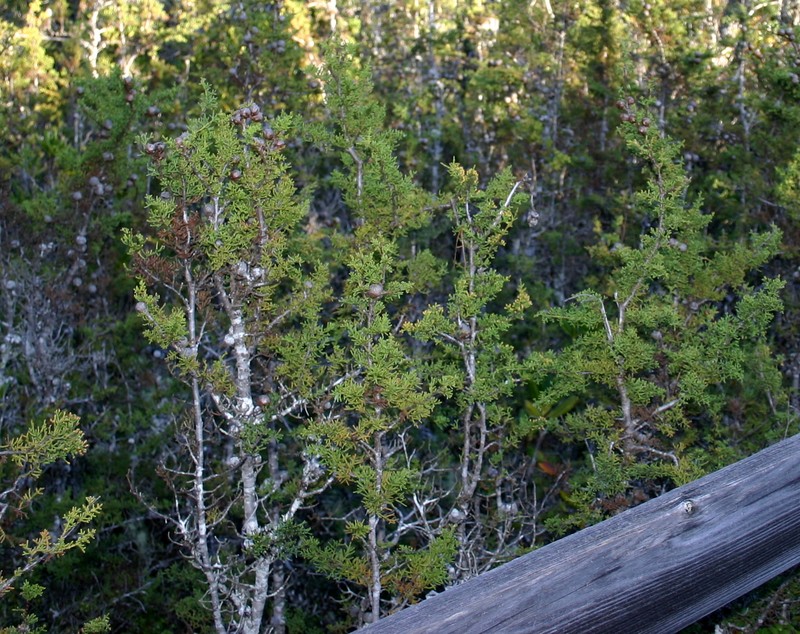 Pygmy Cypress photo 4