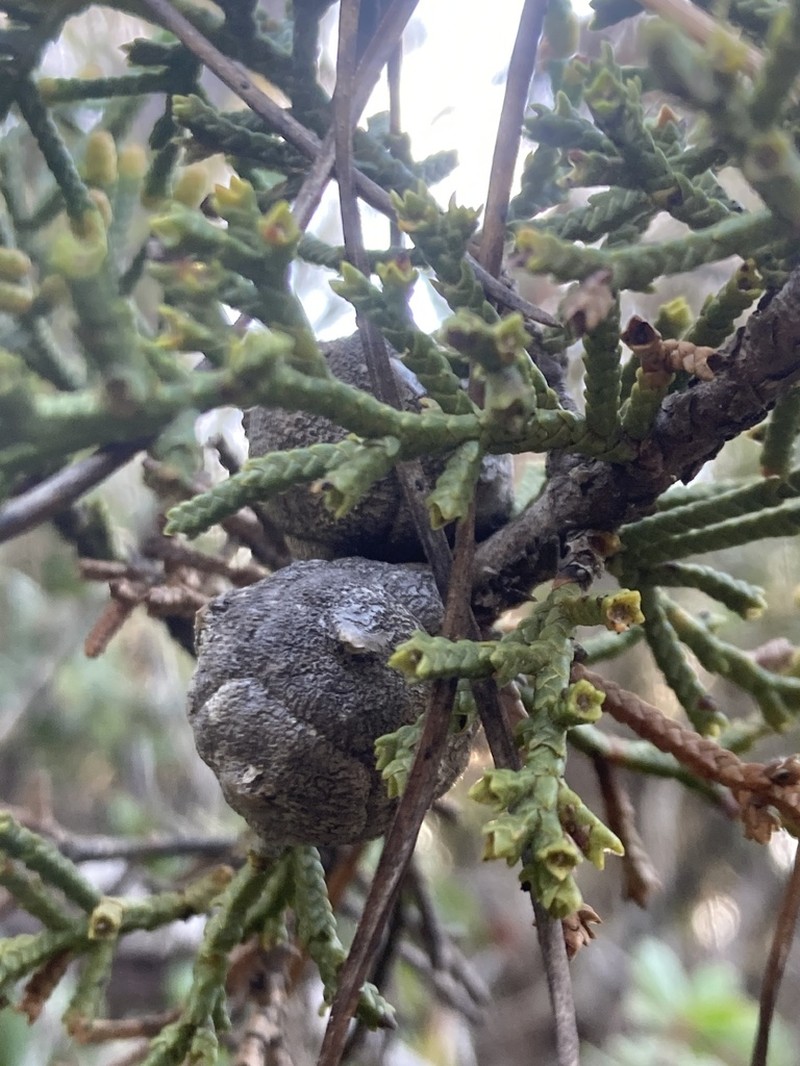 Hesperocyparis pygmaea photo 2