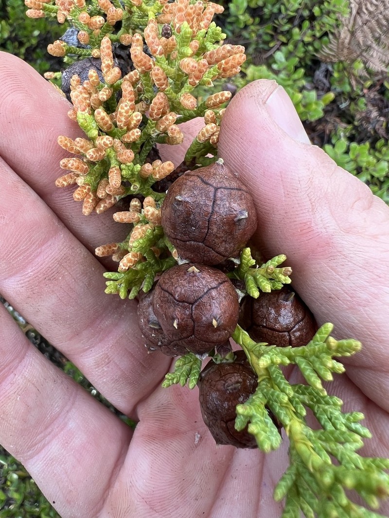 Hesperocyparis pygmaea photo 3